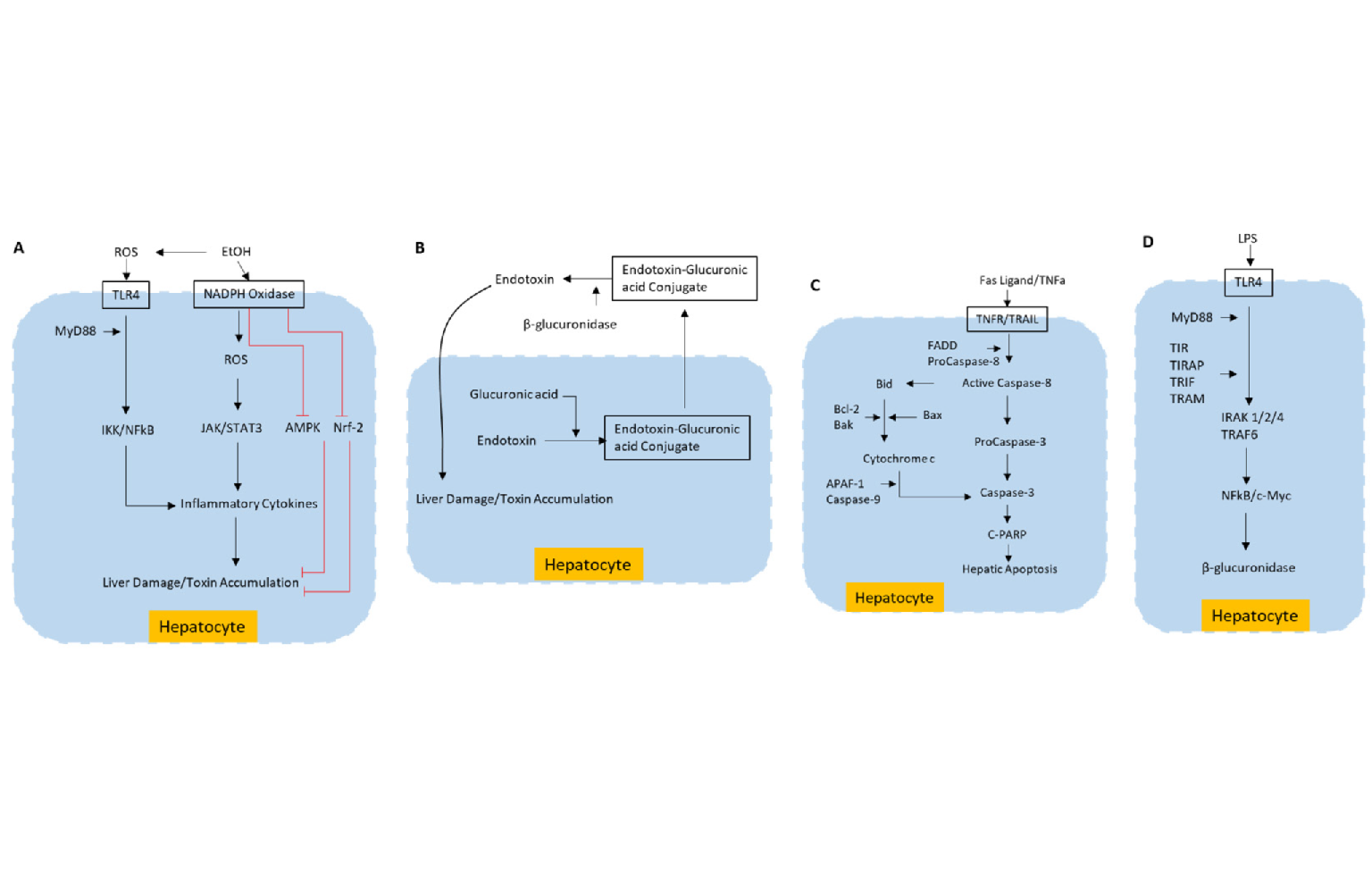 In Silico Modeling