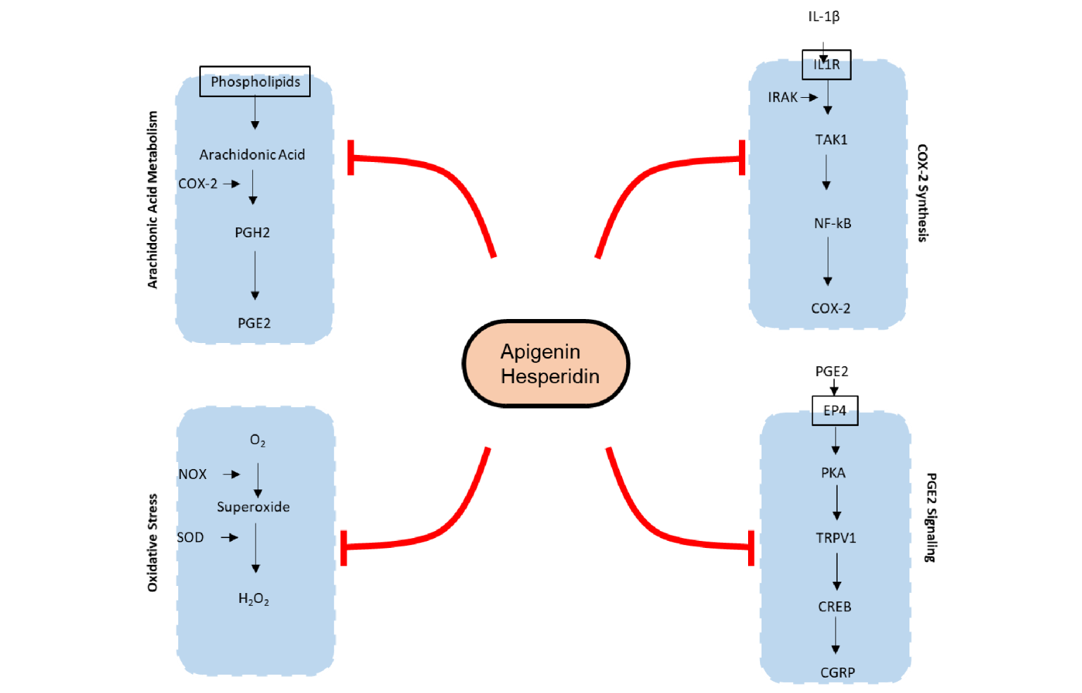 In Silico Modeling